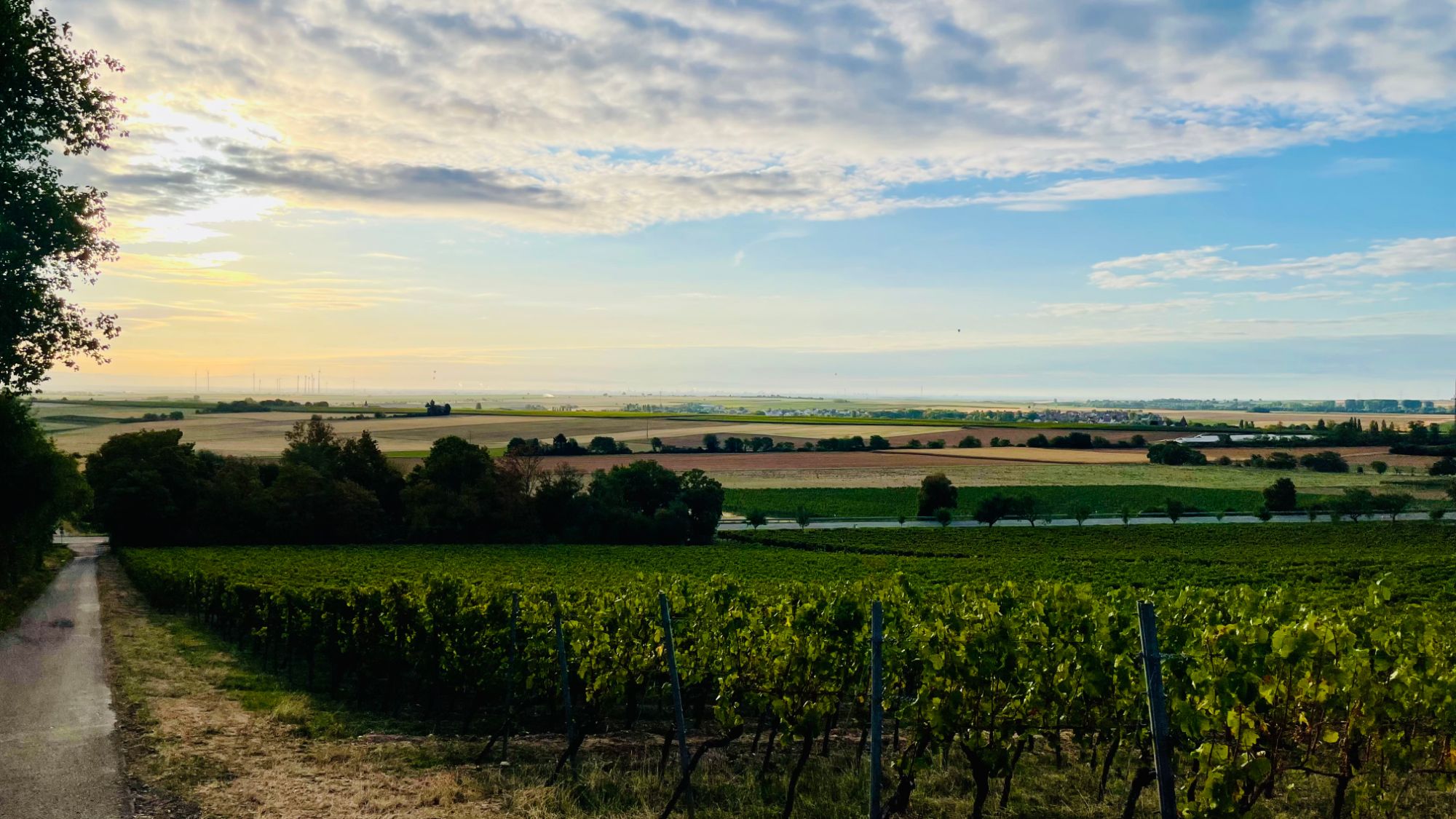 Feldweg zwischen Weinbergen mit Blick über die Pfalz