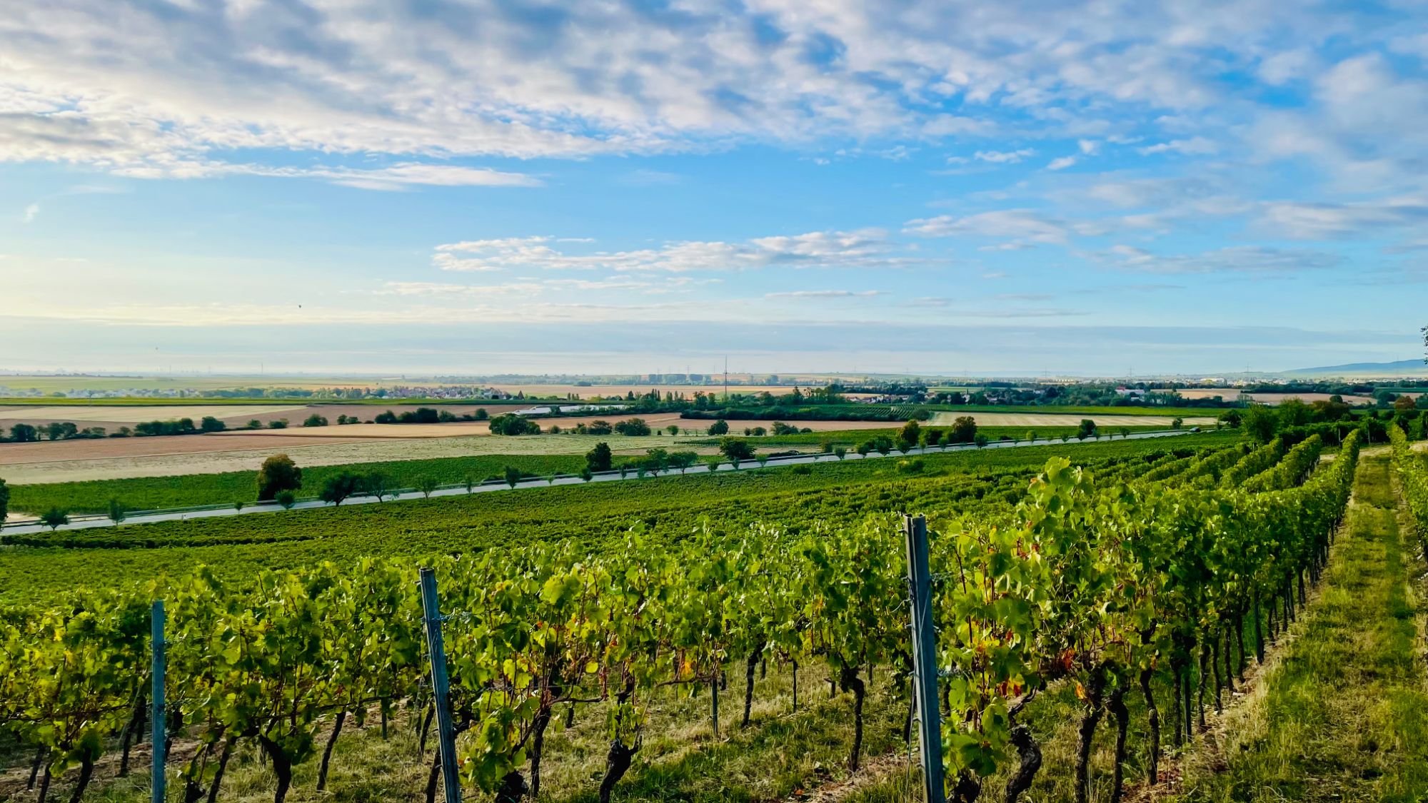 Blick über Weinberge und Felder in der Pfalz