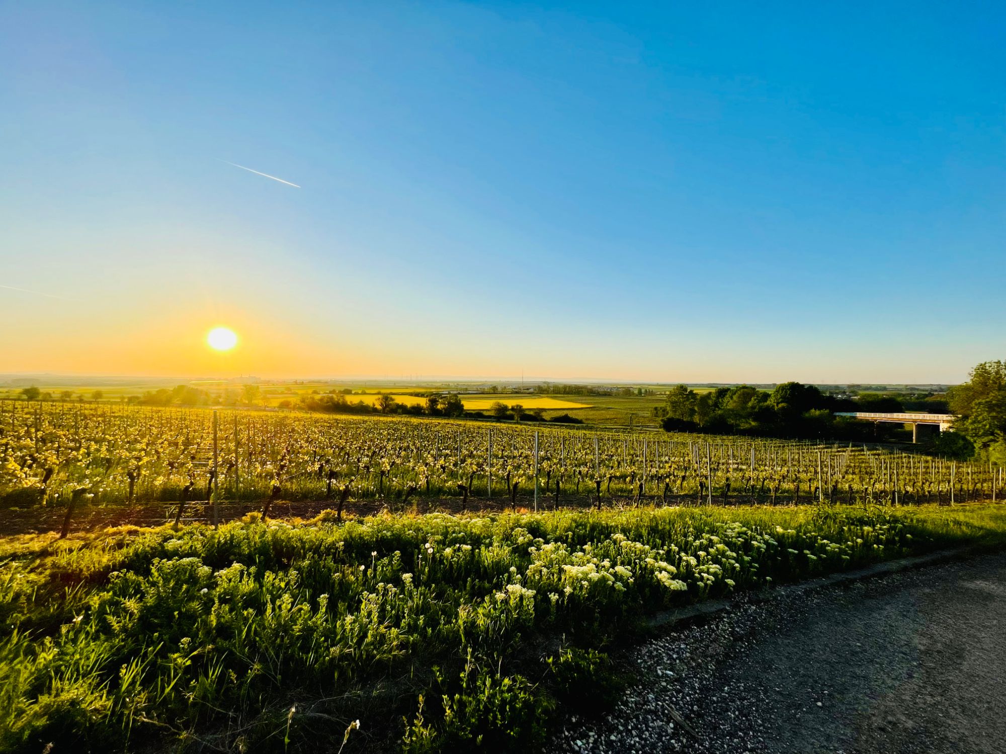 Tief stehende Sonne über Weinbergen in der Pfalz